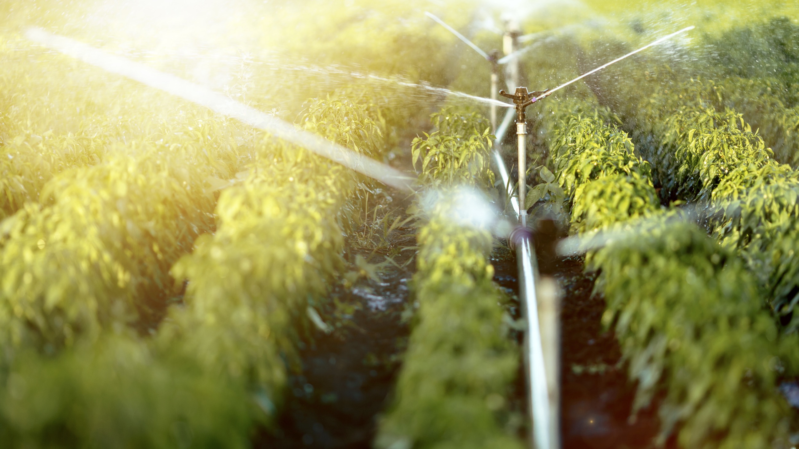 4.	Sustainable Agriculture & Food Systems