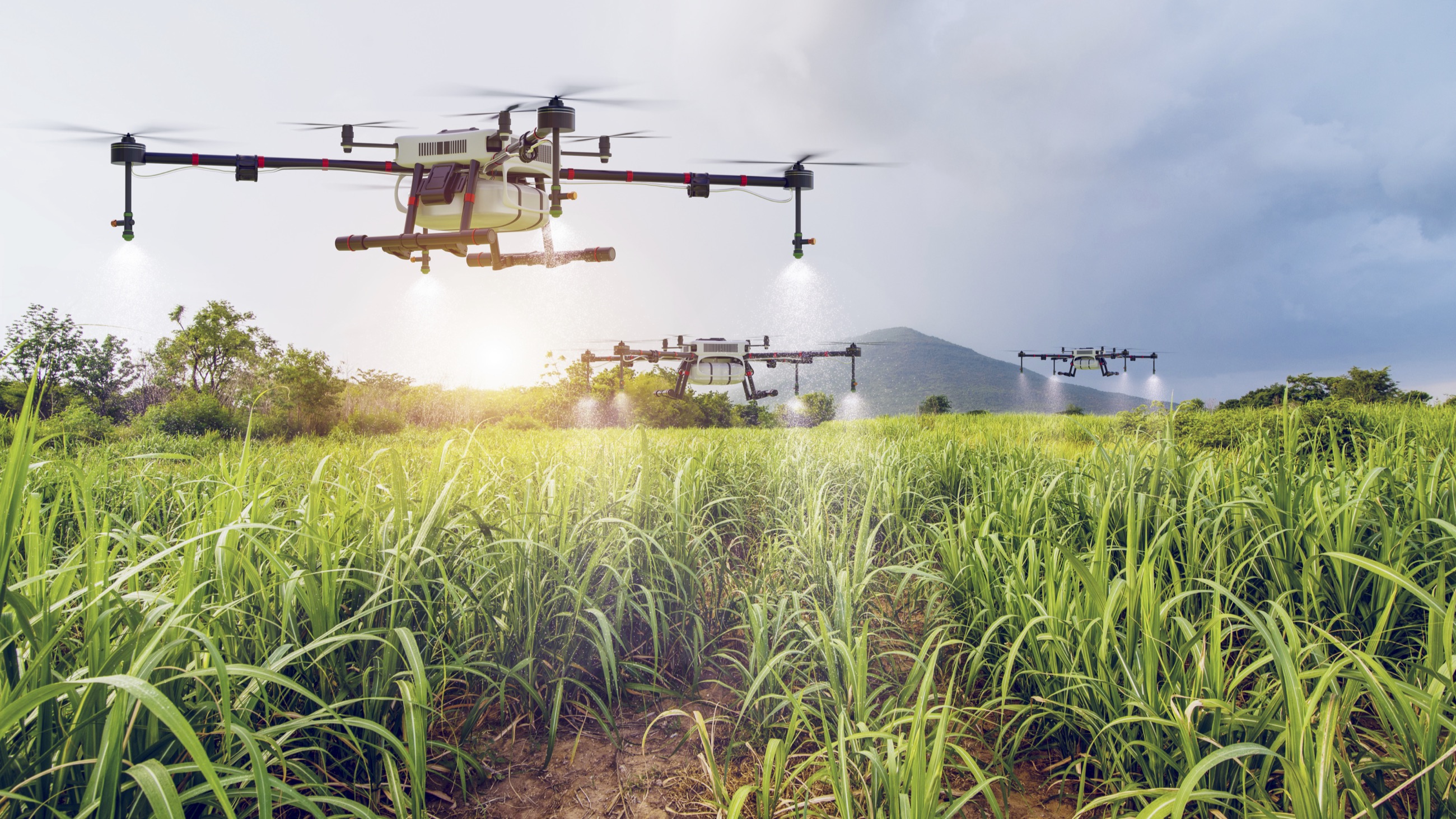 Agriculture 