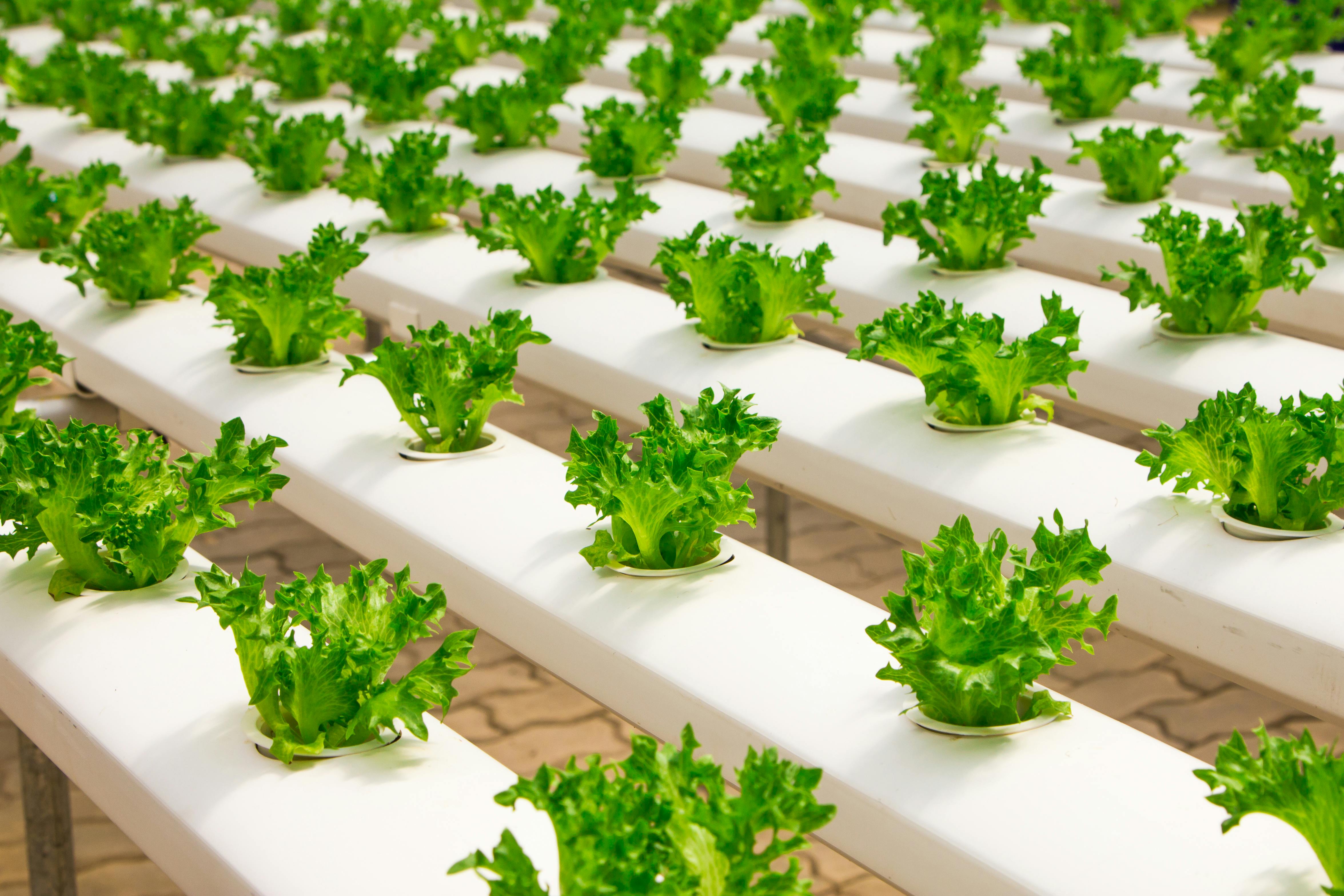 Urban Food Systems
